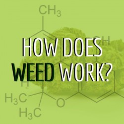 How Does Weed Work?